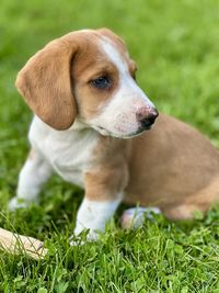 pet
