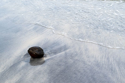 High angle view of shell on beach