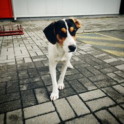 High angle view of dog on footpath