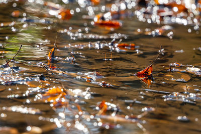 High angle view of leaves in lake