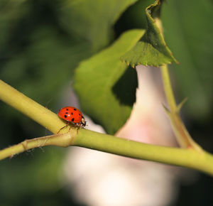 Close-up of ladybug on leaf