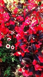 Full frame shot of red flowers