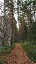 Road passing through forest