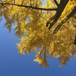 Low angle view of autumn tree against sky