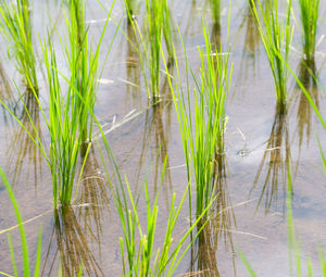 Close-up of grass growing in lake