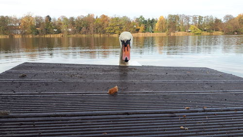 Rear view of man standing on pier over lake