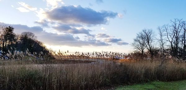 Scenic view of field against sky