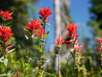 Close-up of red flowering plants