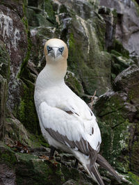 Close-up of white bird perching on rock