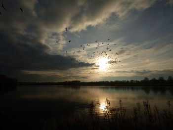 Birds flying over sea against sky during sunset