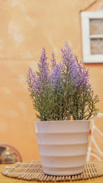 Close-up of potted plant on table