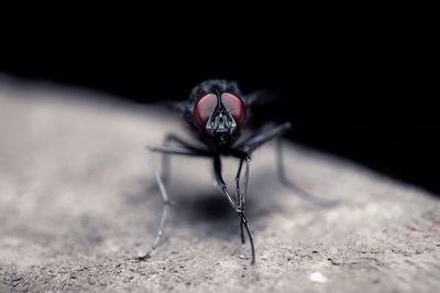 Macro shot of fly on concrete