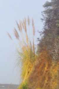 Close-up of plants against sky