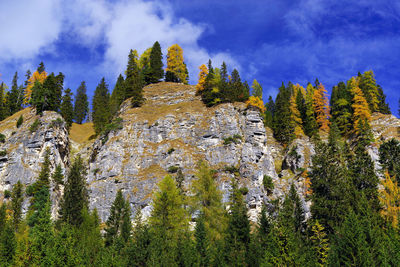 Low angle view of pine trees against sky