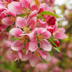 Close-up of pink cherry blossoms