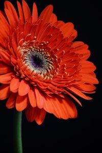 Close-up of orange gerbera daisy flower against black background