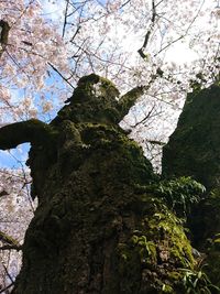 Low angle view of tree against sky