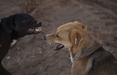 Two dogs showing their teeth to each other 