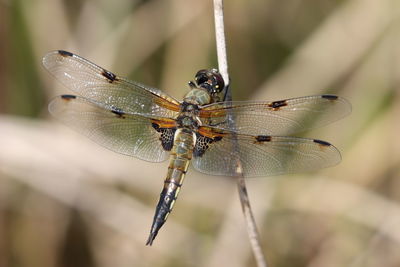 Close-up of dragonfly on leaf