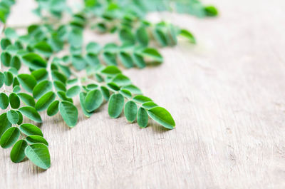 Close-up of green leaves on table