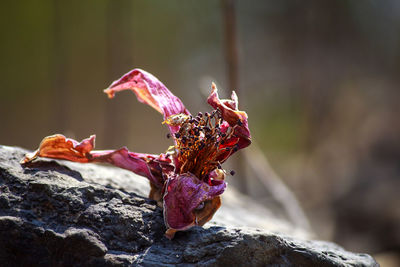 Close-up of wilted red rock