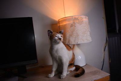 Cat sitting on table at home