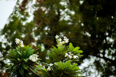 Close-up of white flowering plant against trees