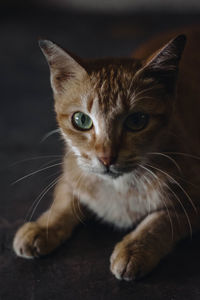 Close-up portrait of tabby cat
