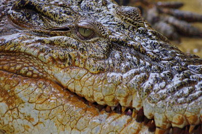 Close-up of a reptile