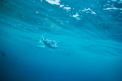 View of jellyfish swimming in sea