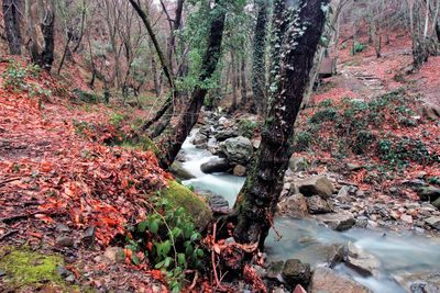 View of stream flowing through forest