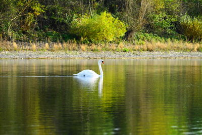 View of duck swimming in lake