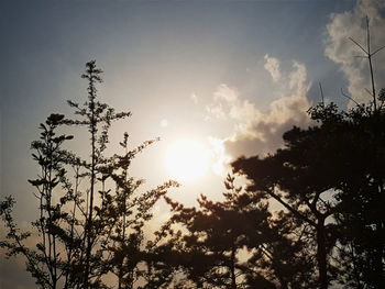 Low angle view of trees against sky