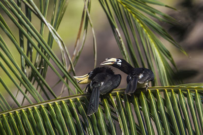 Bird perching on a palm tree