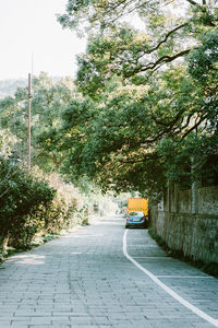 Road along trees