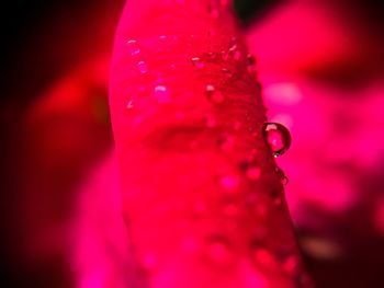 Close-up of pink flower against blurred background
