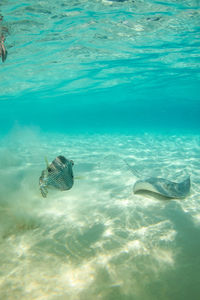 Trunk fish and stingray in caribbean