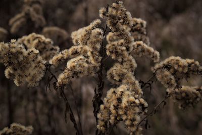 Close-up of wilted plant