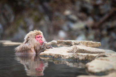 Japanese snow monkey macaque eat while bathing on hot spring onsen at jigokudani monkey park