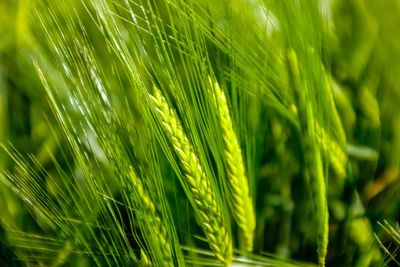 Close-up of crops growing on field