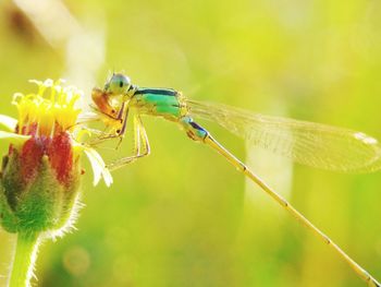 Close-up of insect on flower