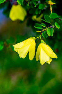 Close-up of yellow flowering plant