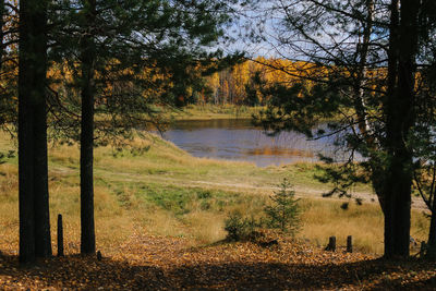 Scenic view of lake in forest during autumn