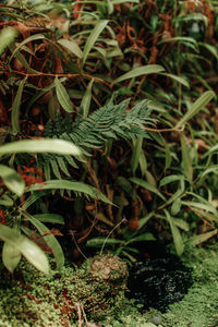 Close-up of plants growing on field