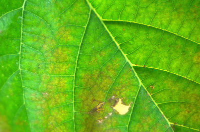 Full frame shot of leaves