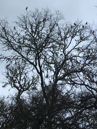 Low angle view of bare tree against sky