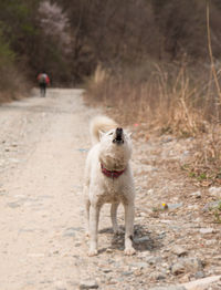 Dog with dog in background