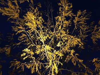Close-up of plant against black background