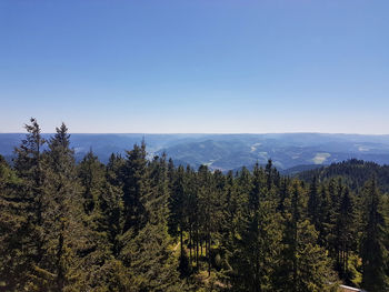 Scenic view of pine trees and mountains against sky