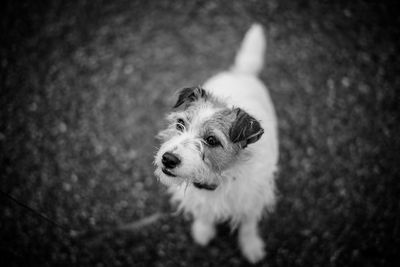 High angle view of jack russell terrier